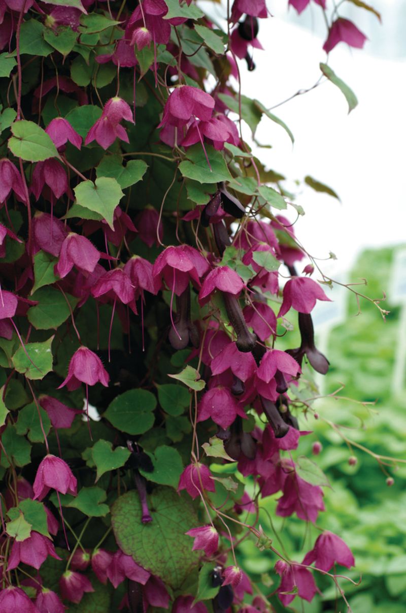 Родохітон atrosanguineum Purple Bells (288 палета/Florensis)
