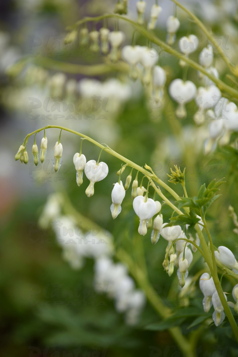 Діцентра Alba (84 палета/Vitroflora)