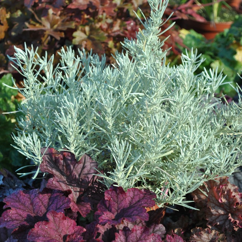 Helichrysum Геліхризум Korma