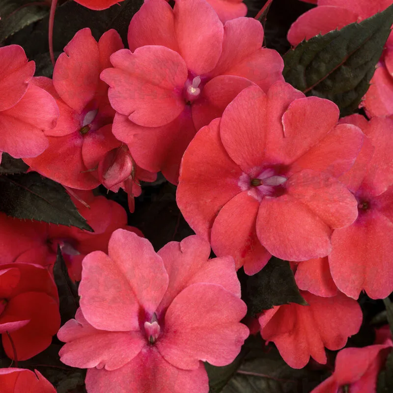 Фото 3