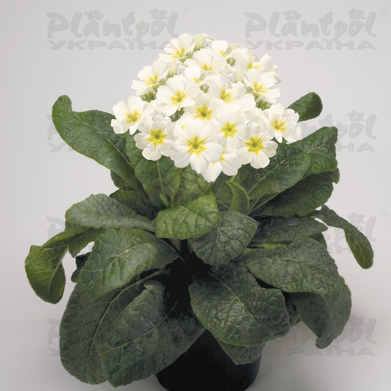 Примула elatior Crescendo F1 White