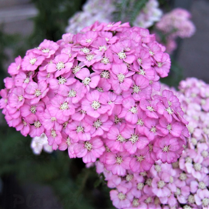 Aхілея Appleblossom