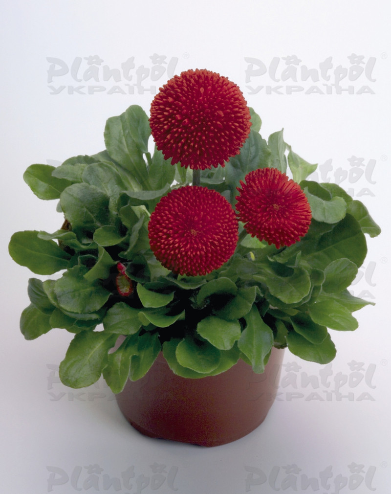 Стокротки bellis perennis Tasso Red (288 палета)