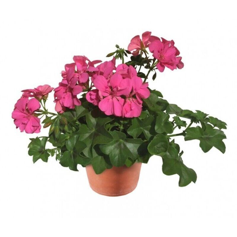 Пеларгонія ампельна Allegria Rosa