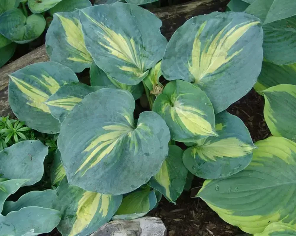 Хоста середньоросла Dream Queen (Vitroflora)
