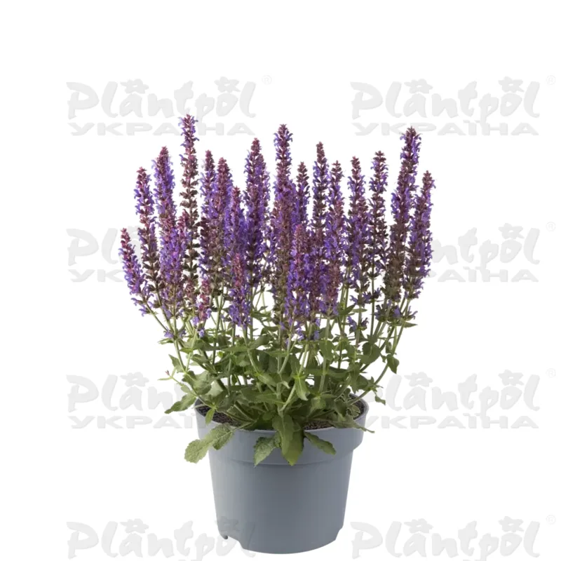 Шавлія nemorosa Sensation® Medium Blue (128 палета/Florensis)