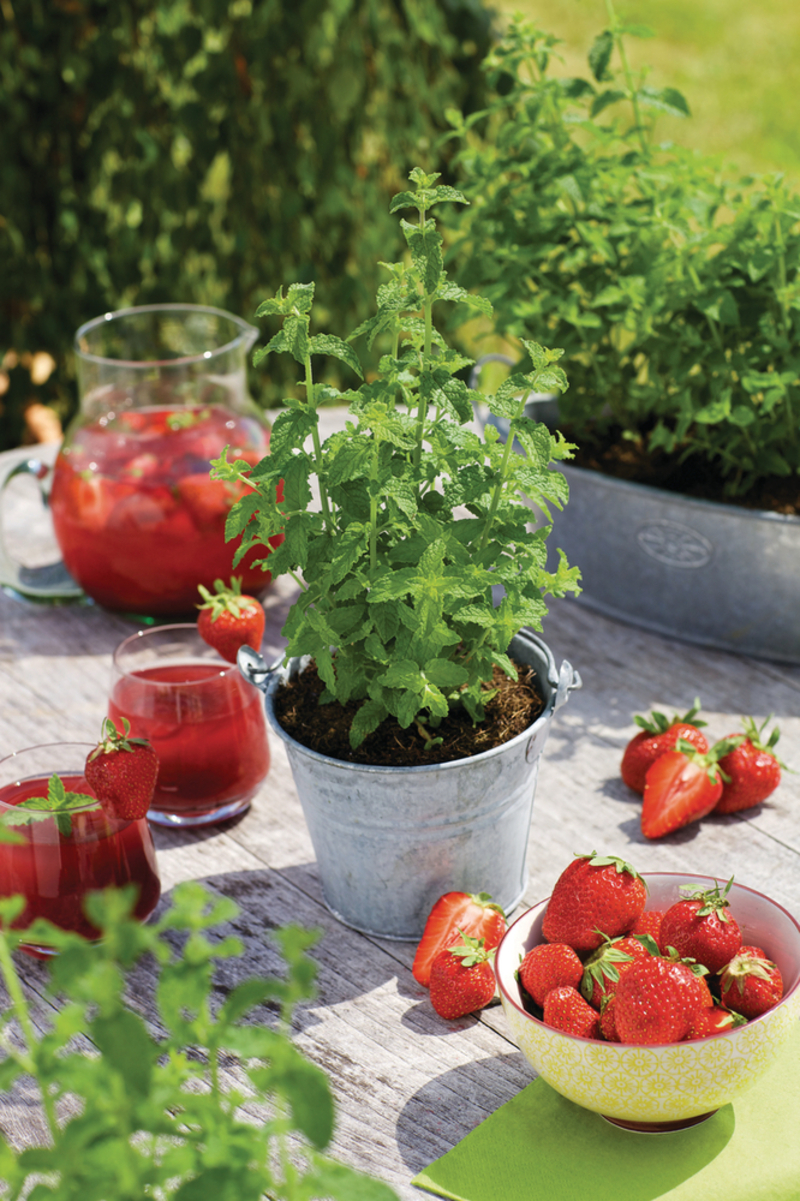 М'ята arvensis Strawberry