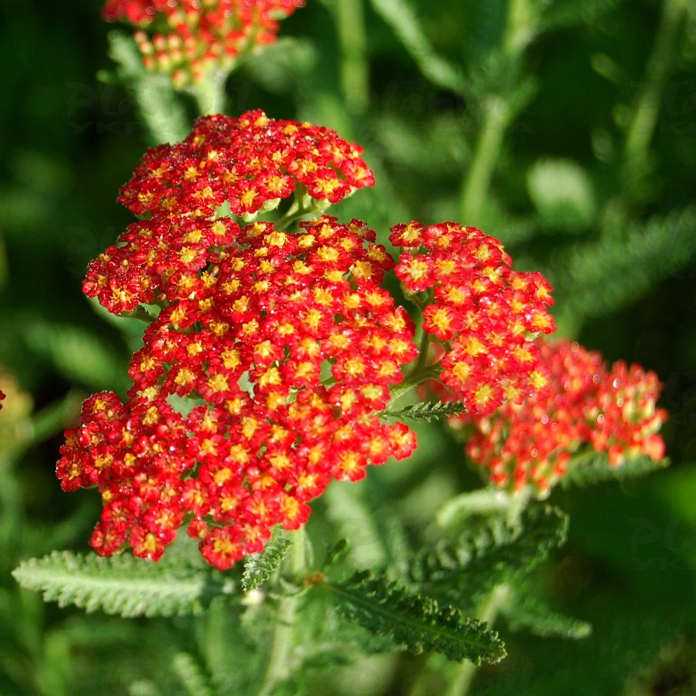 Aхілея Paprika