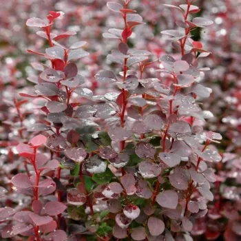 Фото 2