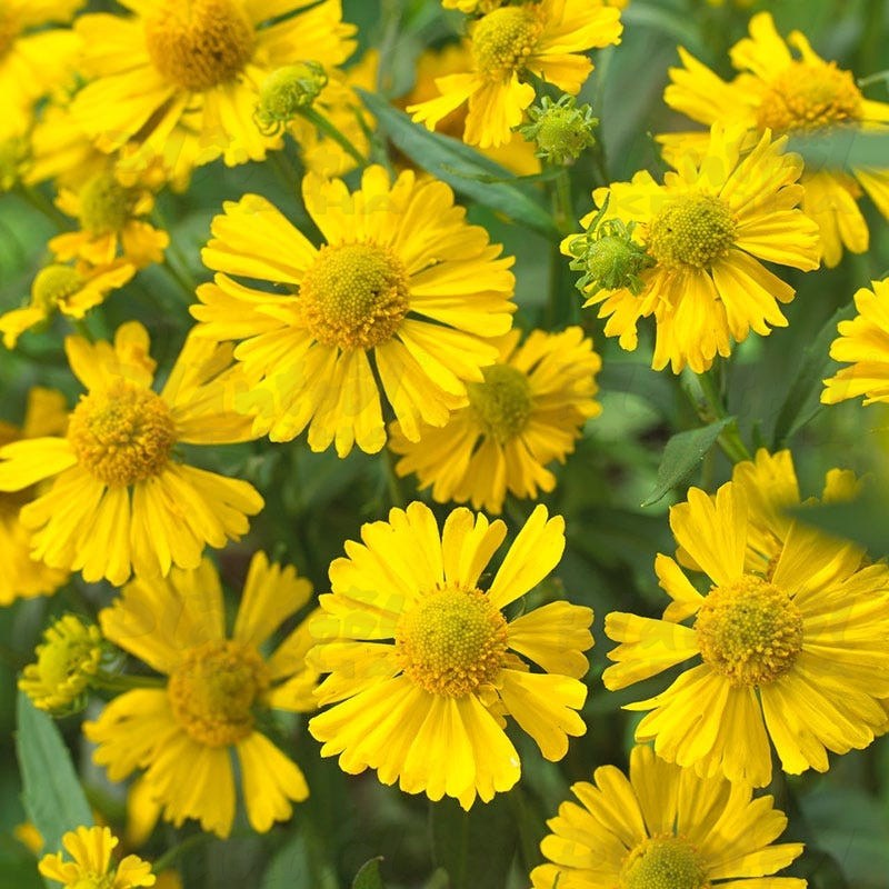 Геленіум Mariachi™ Sombrero (Vitroflora)