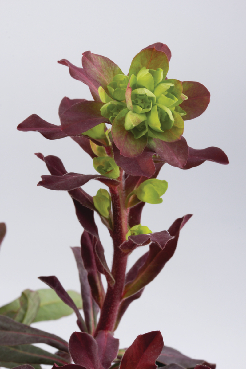 Еуфорбія Purpurea (128 палета/Florensis)