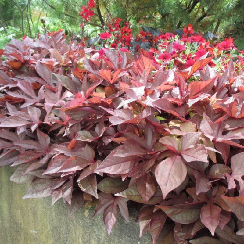 Іпомея batatas Red