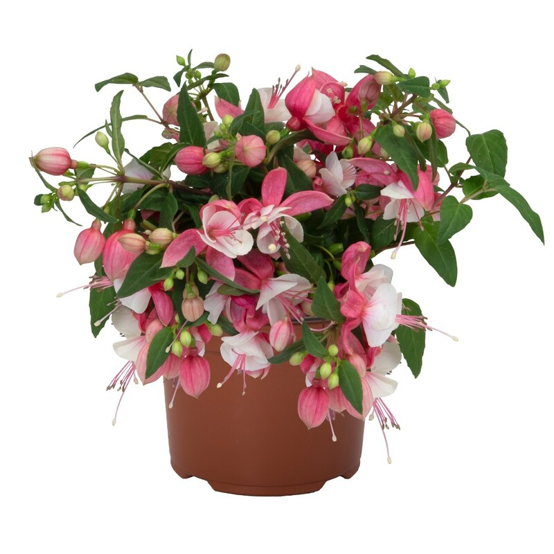 Фуксія Classic Como Grande