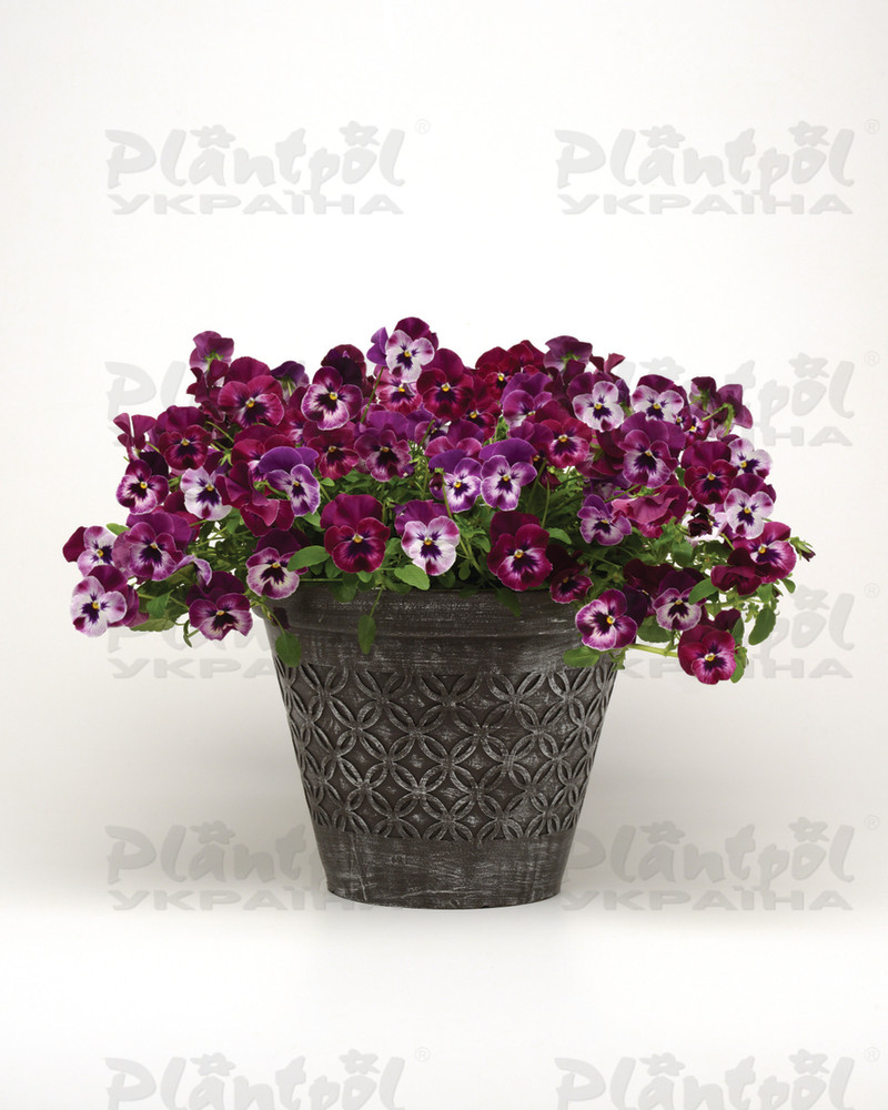 Віола wittrockiana Cool Wave® F1 Raspberry (180 палета/Florensis)