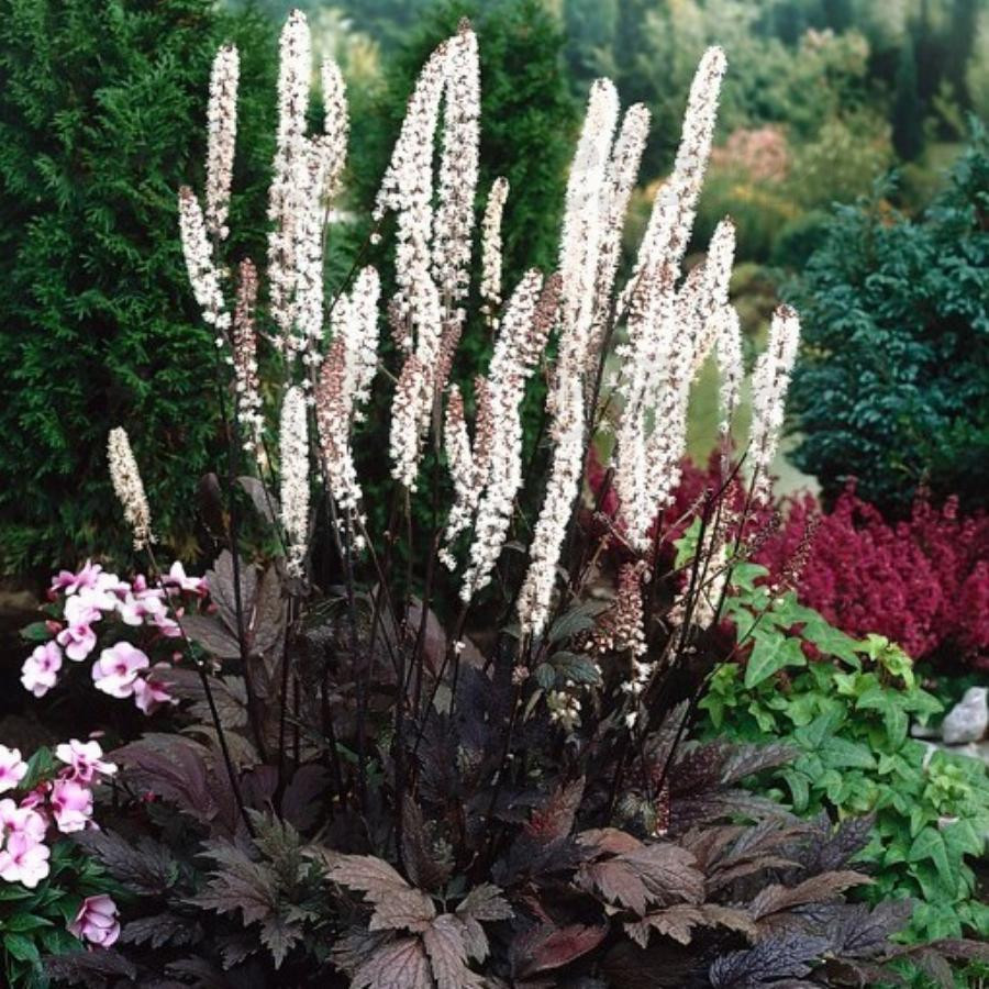 Актея Carbonella (Vitroflora)
