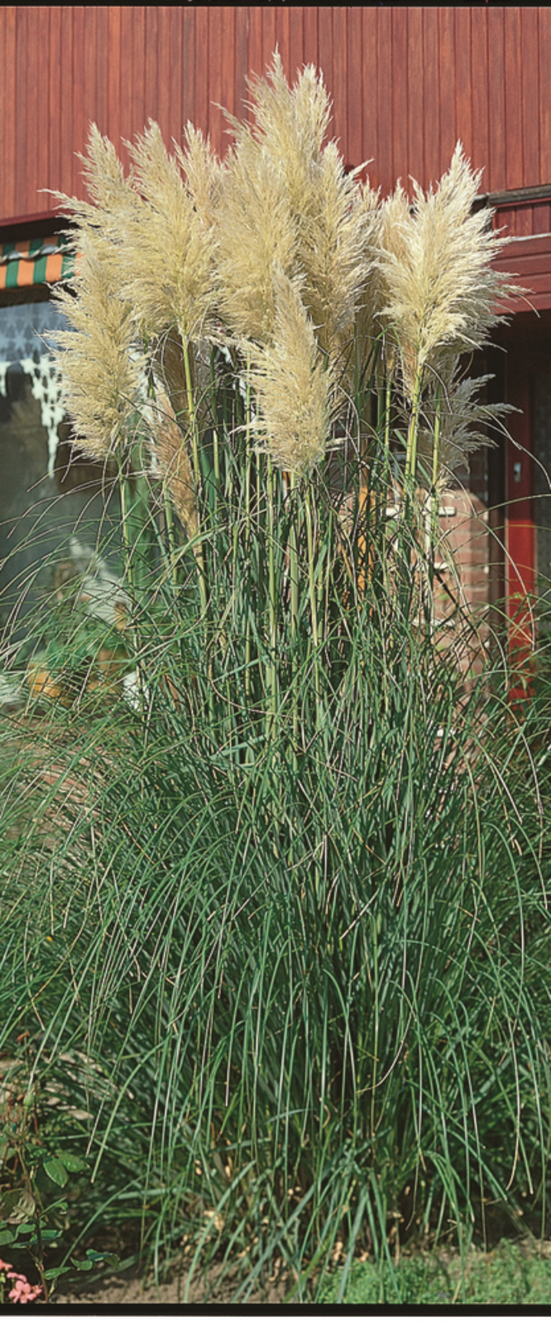 Кортадерія White Plume (288 палета/Florensis)