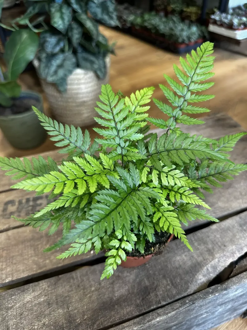 Папороть polystichum tsus-simense Korean Rock Fern (Vitroflora)