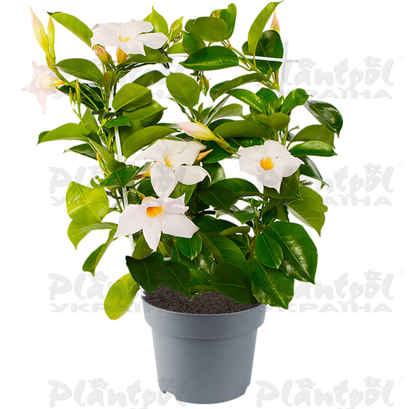 Дипладенія (Сундавіл) Mandevilla Jade White