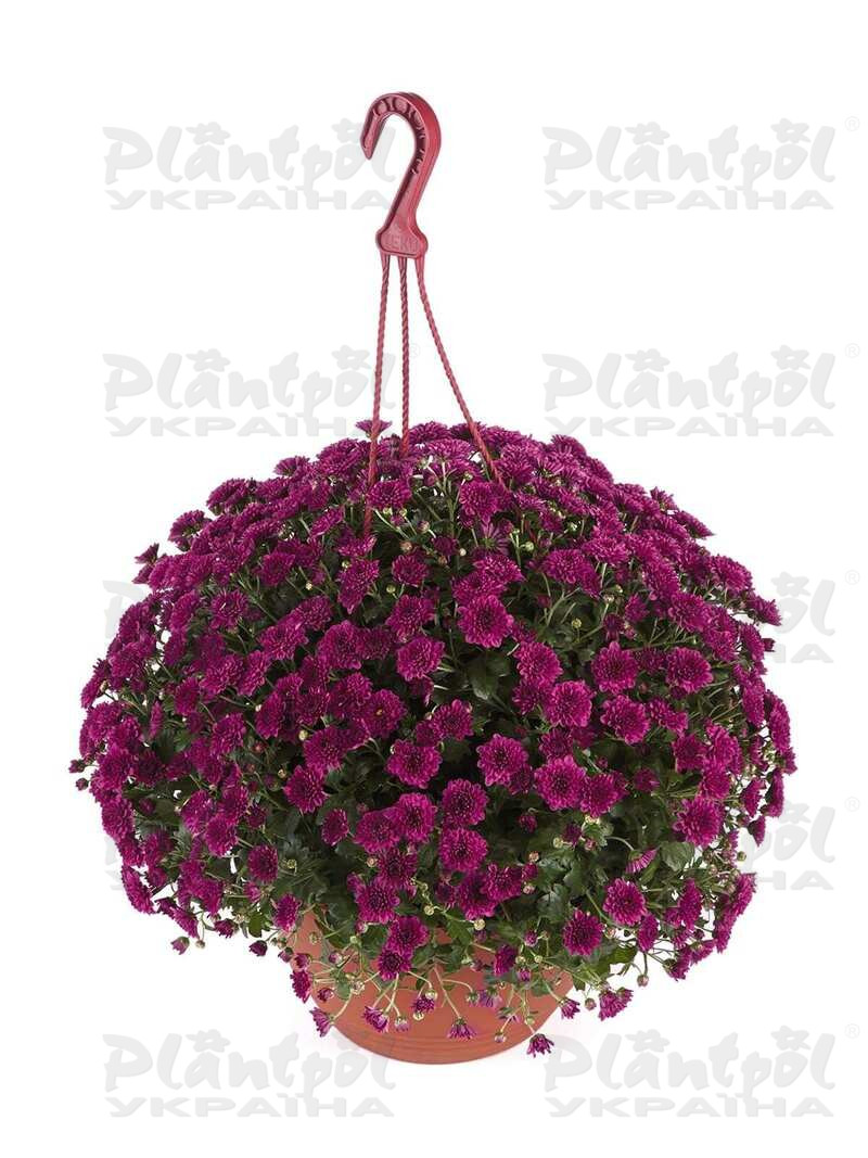 Хризантема Skyfall® Purple горшкова (Vitroflora)