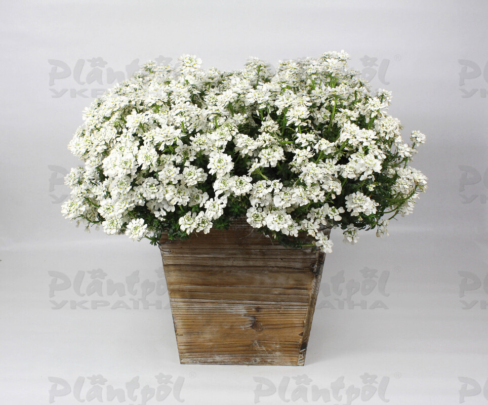 Іберіс Snowball (Plantpol)