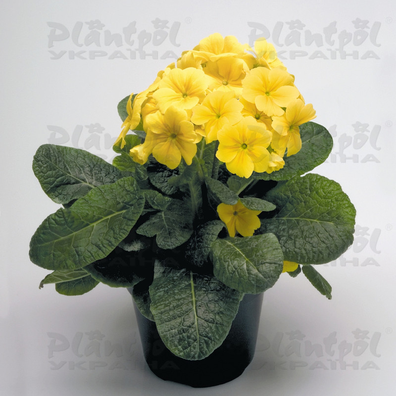 Примула elatior Crescendo F1 Yellow