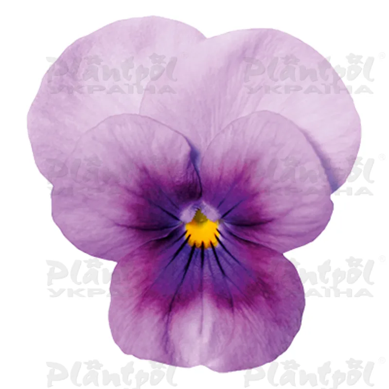 Віола cornuta EVO Mini F1/Sorbet XP F1 Orchid Rose Beacon