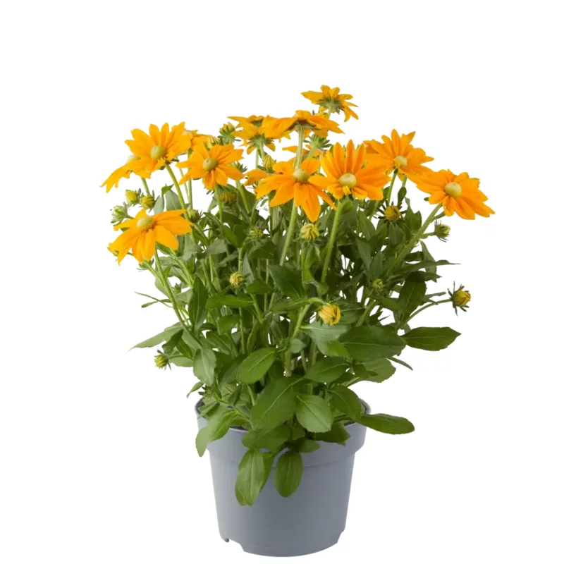 Рудбекія hirta Rudy Yellow (Florensis)