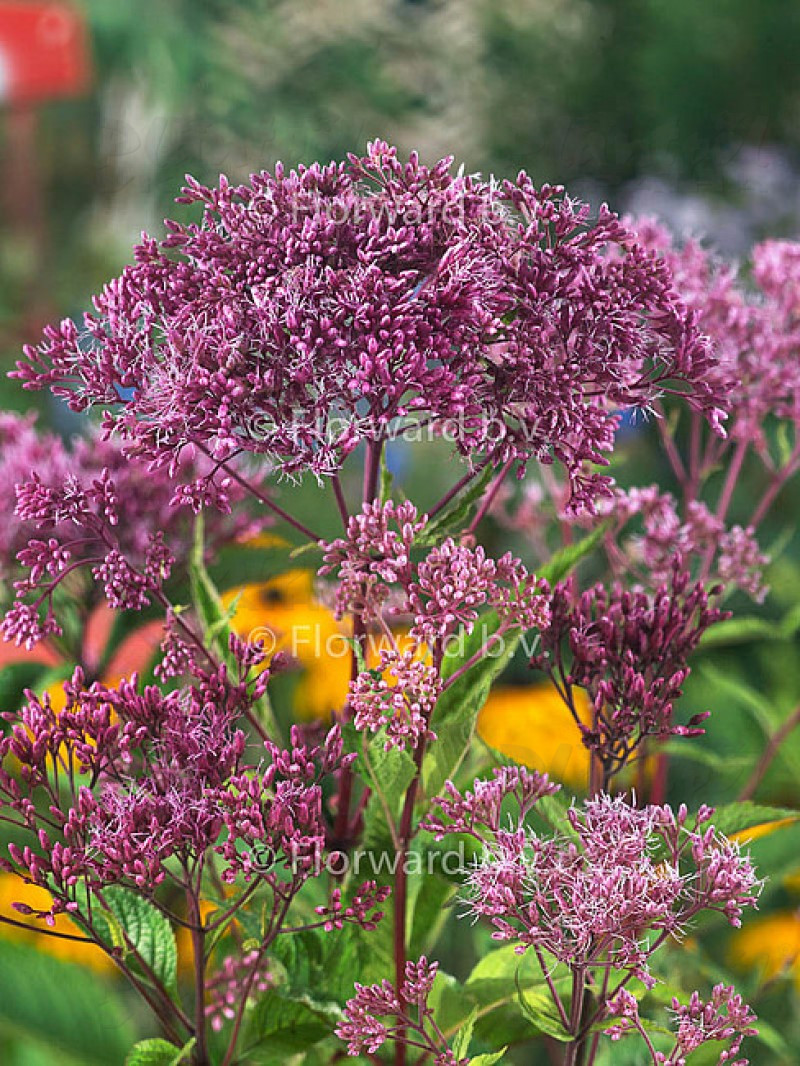 Еупаторіум Atropurpureum (Vitroflora)