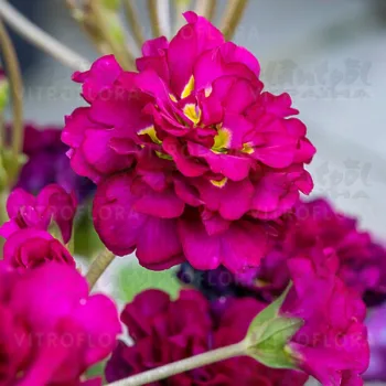 Фото 2
