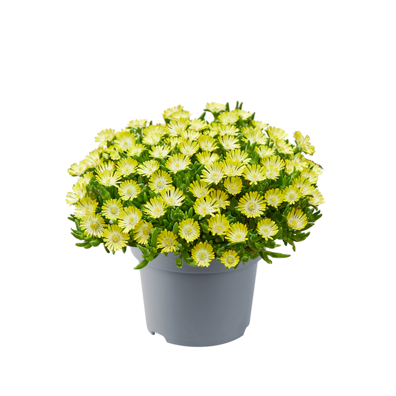 Делосперма Ice Cream™ Yellow (180 палета/Florensis)