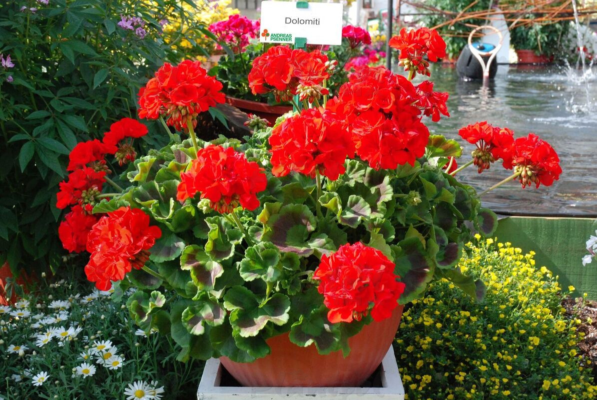 Пеларгонія зональна Zonale Dolomites Classic Red