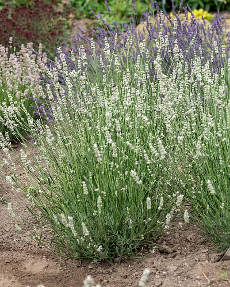 Лаванда Exceptional (Vitroflora)