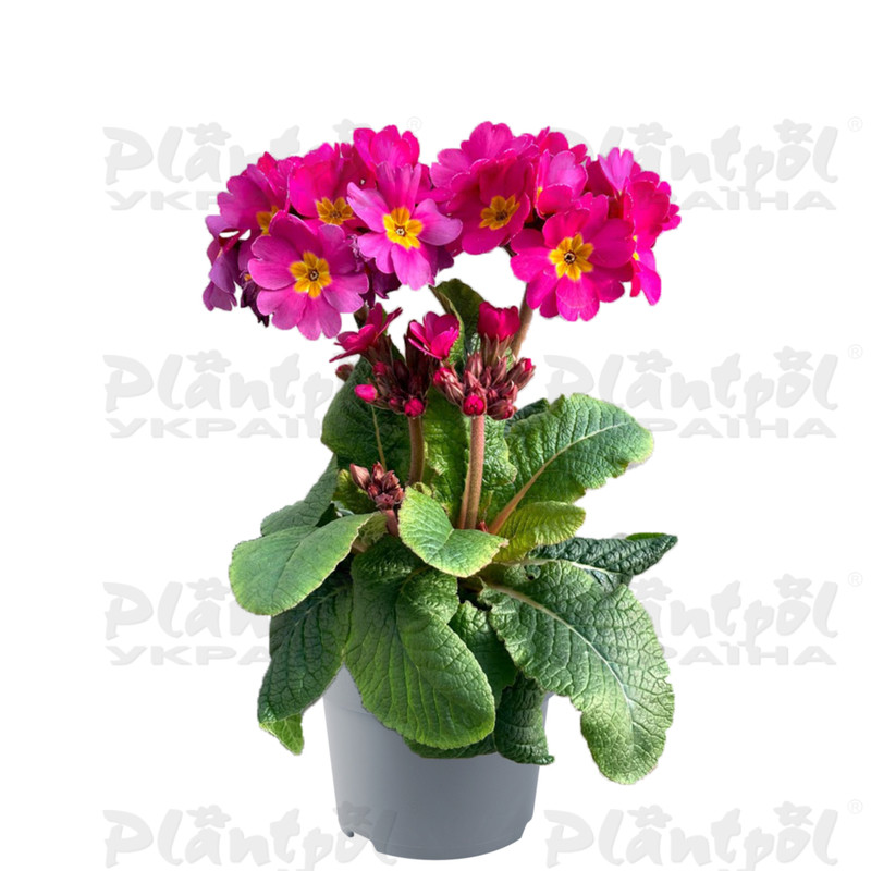Примула elatior Sibel Pink