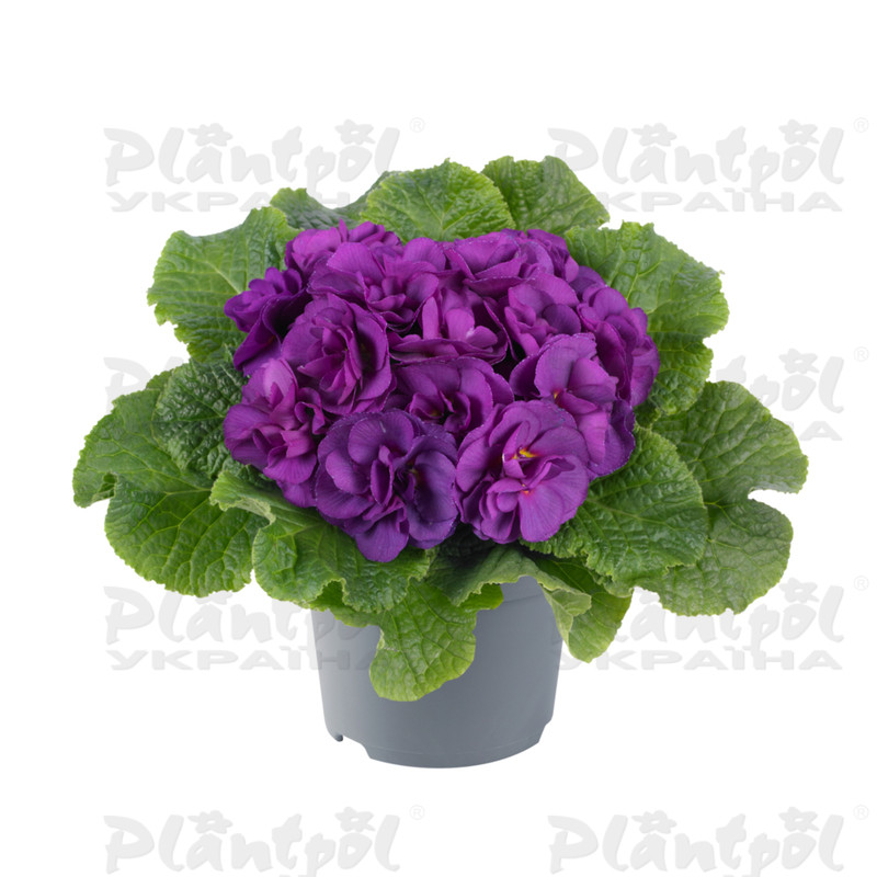 Примула vulgaris Pom Pom F1 Early Blue