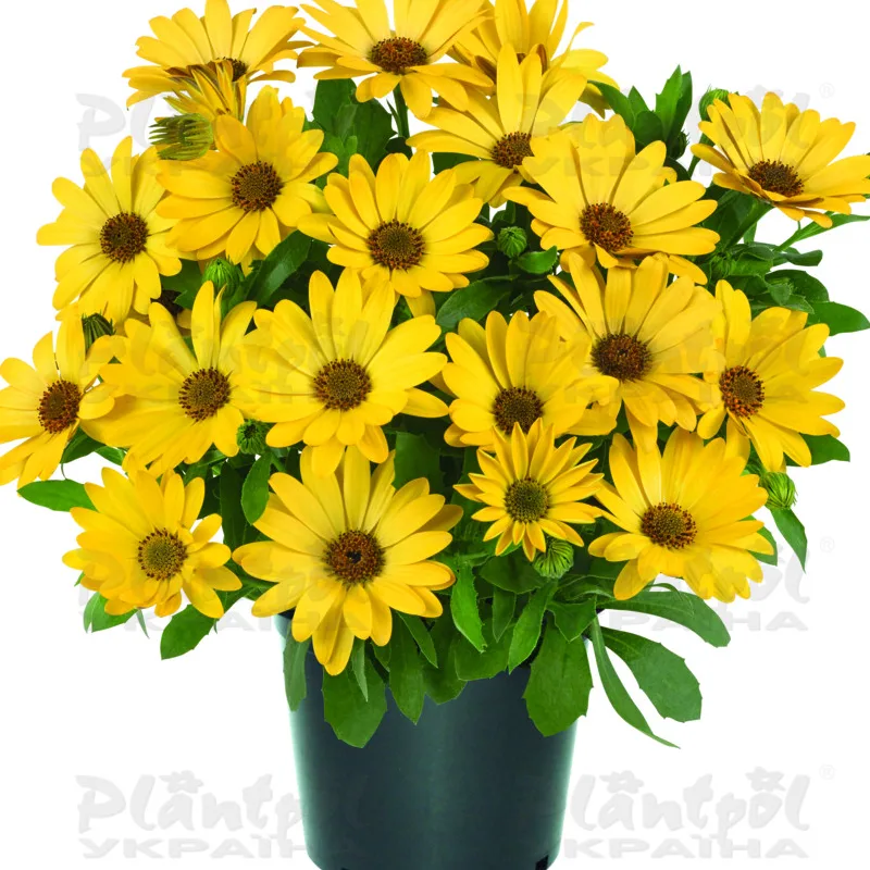 Остеоспермум Dalina Special (Serenity) Deep Yellow