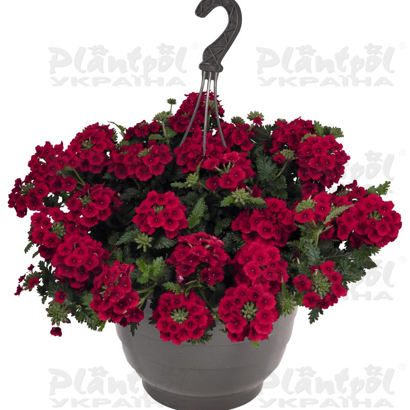 Вербена Empress Sun Red