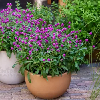 ГОМФРЕНА /GOMPHRENA