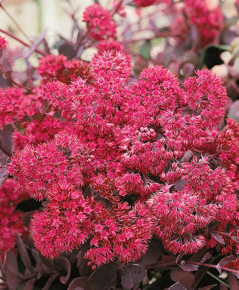 Седум ґрунтопокривний Bertram Anderson (Vitroflora)