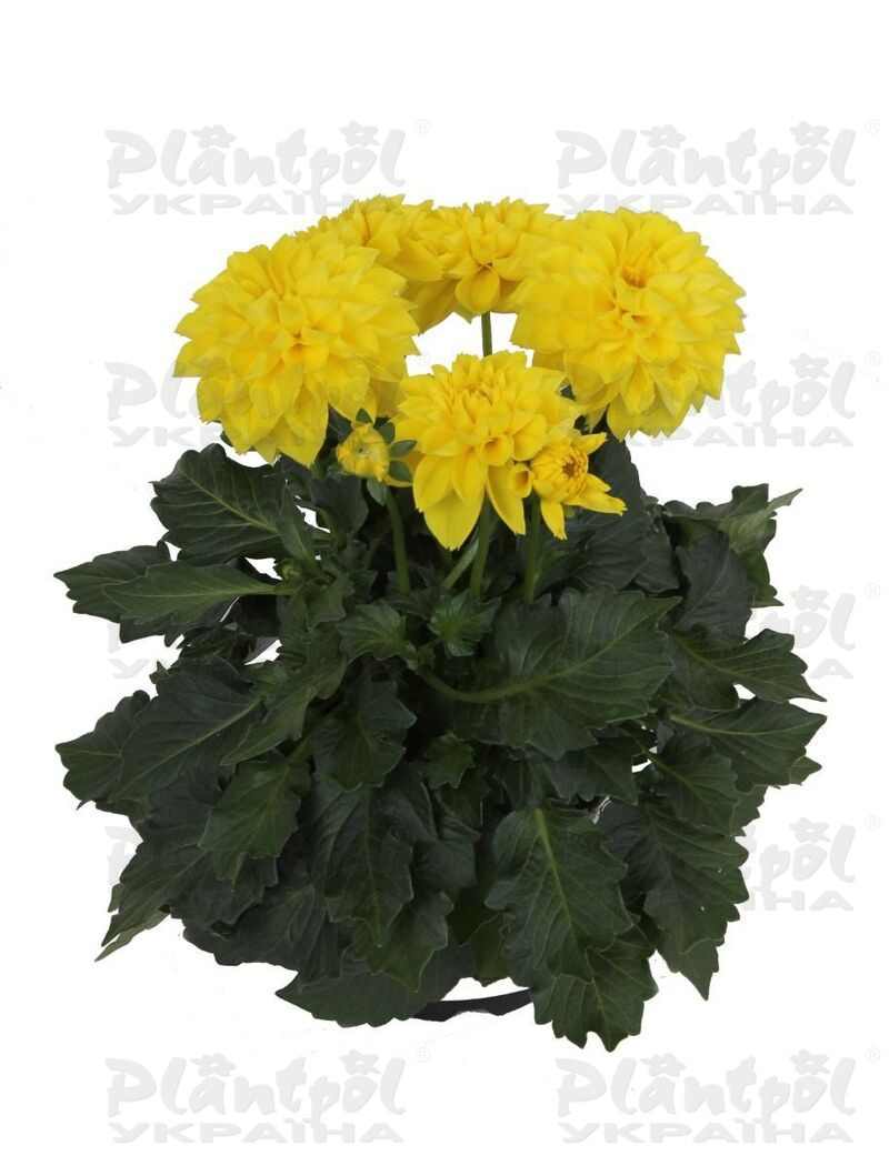 Жоржина Labella Medio Yellow