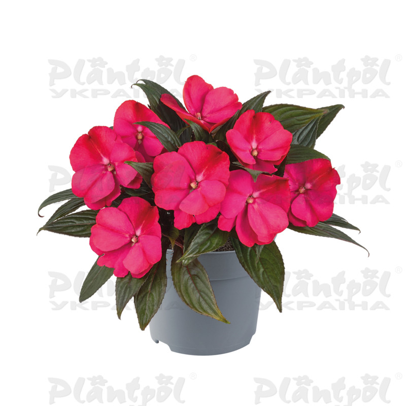 Імпатієнс New Guinea Clockwork DL Cherry Strike