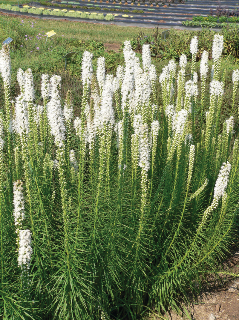 Ліатріс Floristan® White (Florensis)
