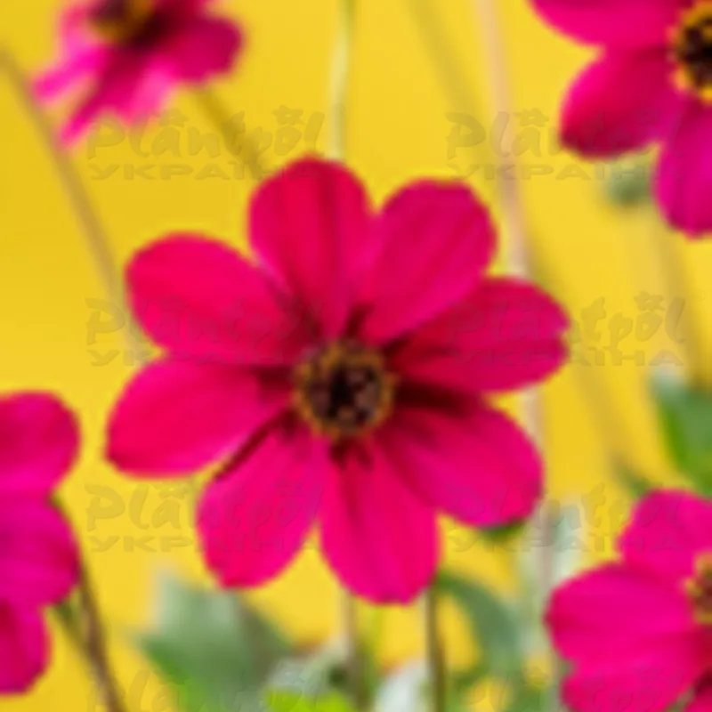Фото 3