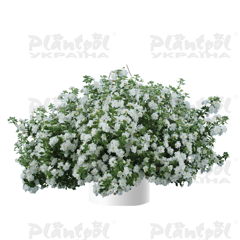 Бакопа Scopia Double Snowball