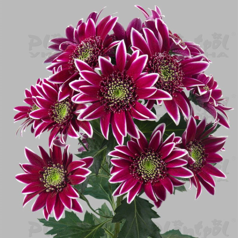 Хризантема зрізна галузкова Bolte (Vitroflora)