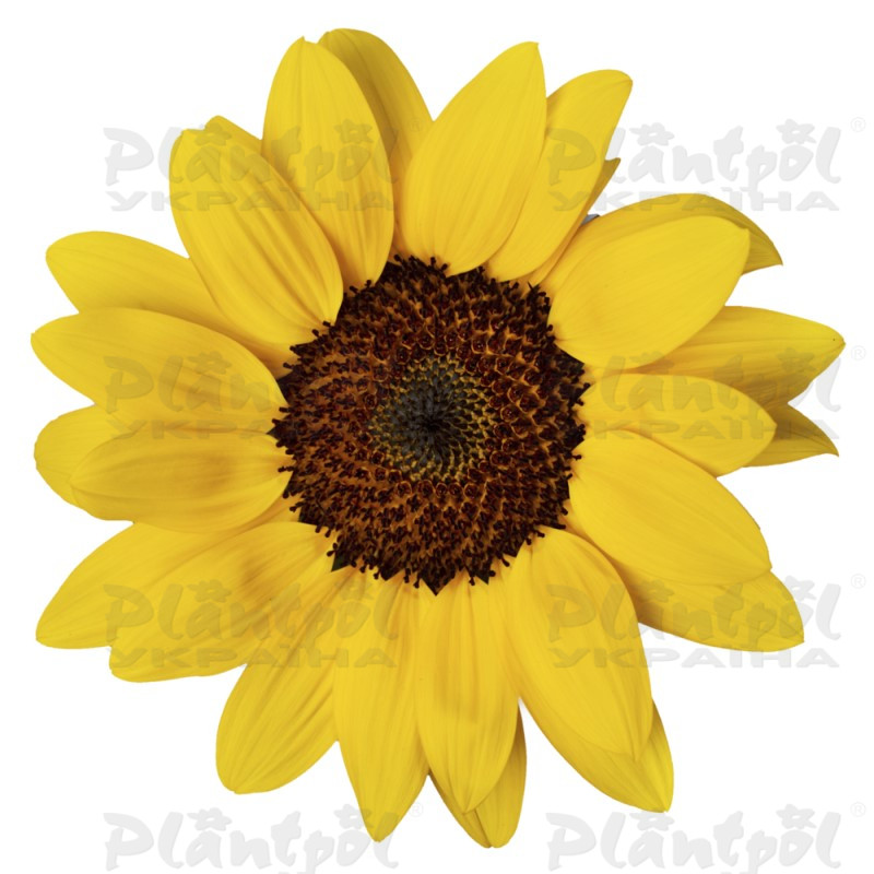 Геліантус annuus Sunsation F1 Compact Yellow (180 палета/Florensis)