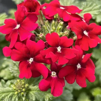 Фото 2
