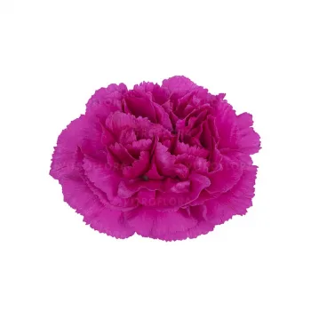 Фото 1