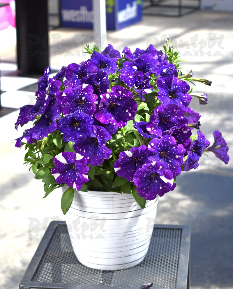 Петунія Discoball Violet