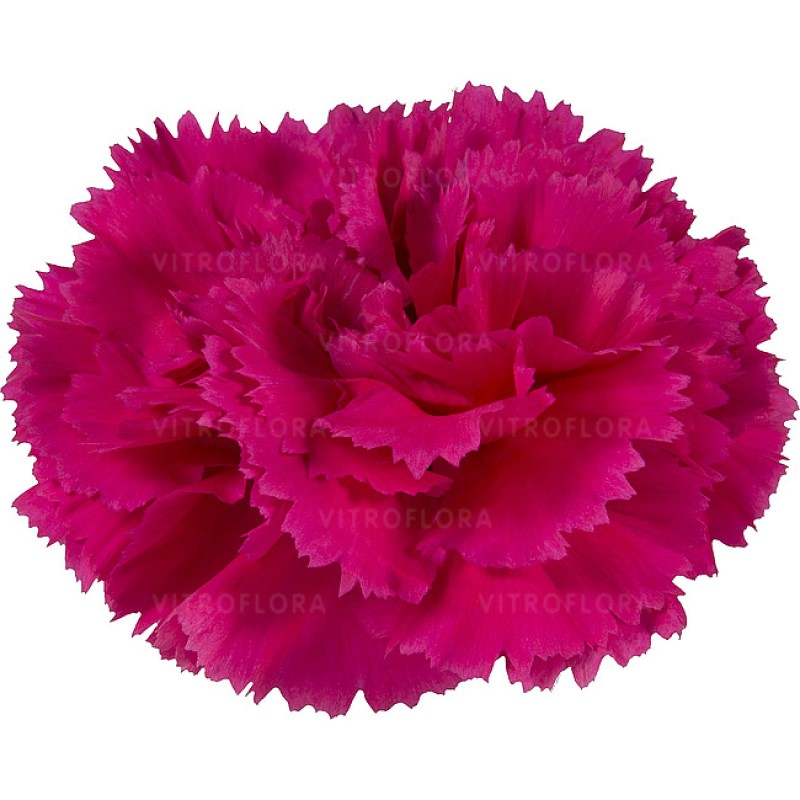 Гвоздика зрізна caryophyllus Cervantes (Vitroflora)