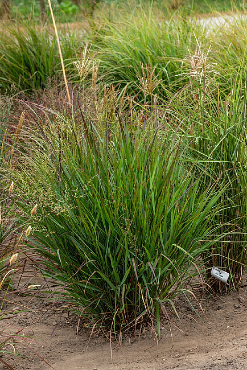 Панікум virgatum Squaw Select (Vitroflora)